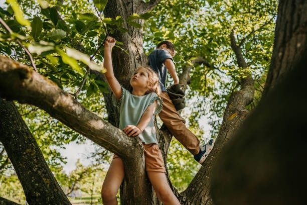 Twee kinderen klimmen tussen de takken van een grote boom
