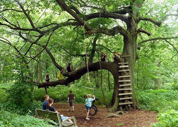 Kinderen spelen en klimmen in een grote boom in het bos